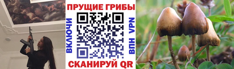 Галлюциногенные грибы Psilocybe Верхний Уфалей